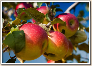 Apples and SLO Creek Farms