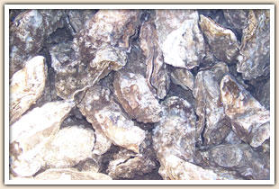 Bj's Live Seafood Oyster