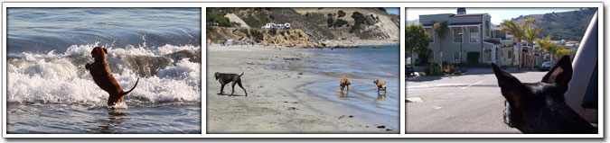 Dogs having fun on Avila Beach