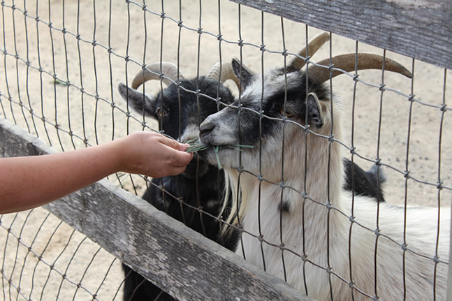 Feed the Goats