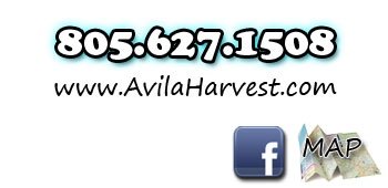Harvest Bible Fellowship Contact Info
