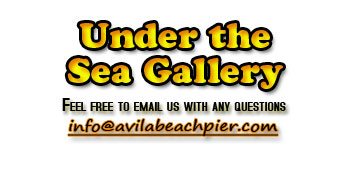 Under the Sea Gallery