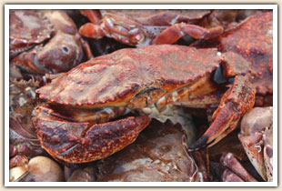 Pete's Fish Market Live Crab