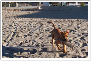 Dog playing on the downtown beach