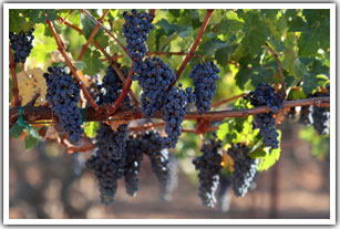 Wine Grapes